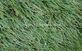 Synthetic Grass Durability Under African Sun | Ali Glaziers